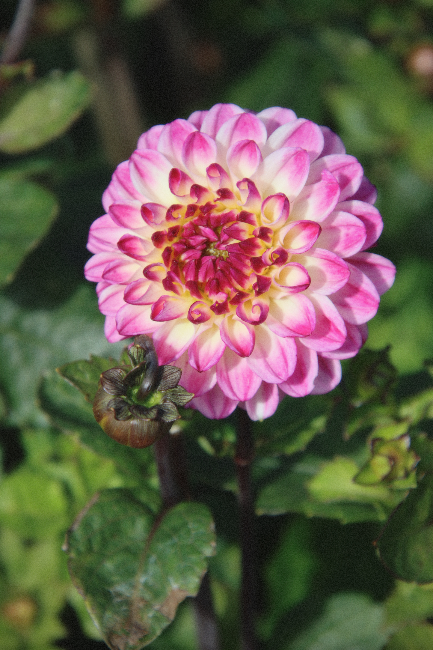 Bloomquist Better Dahlia