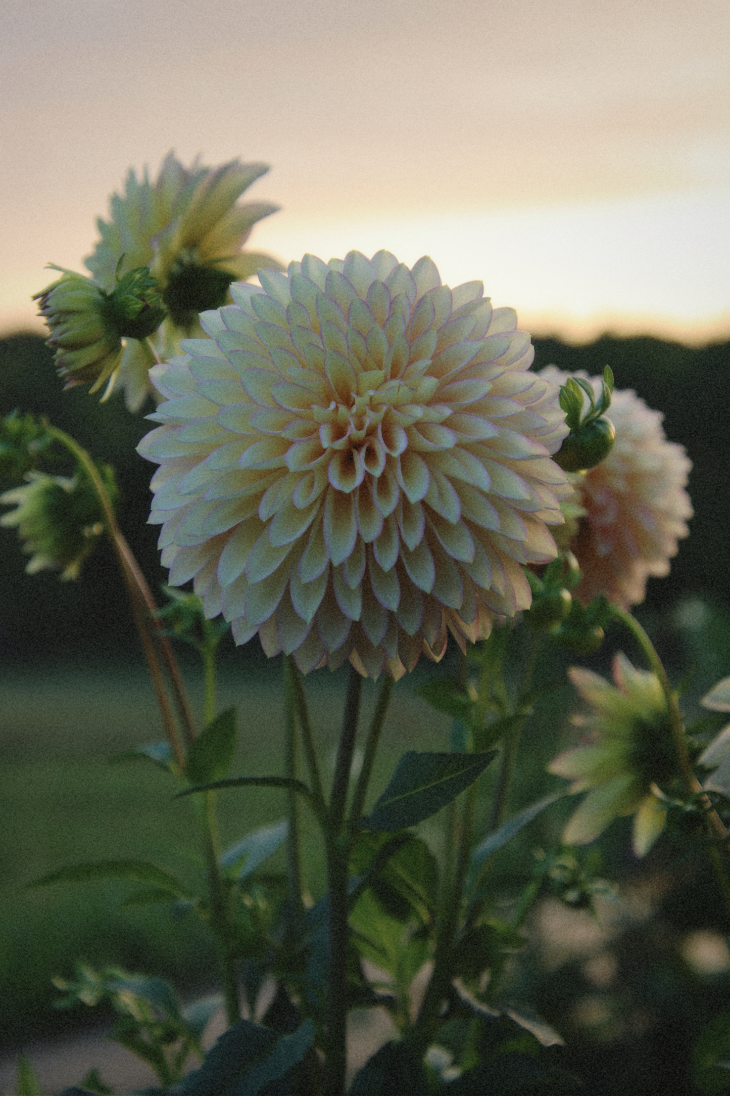 Bloomquist Blush