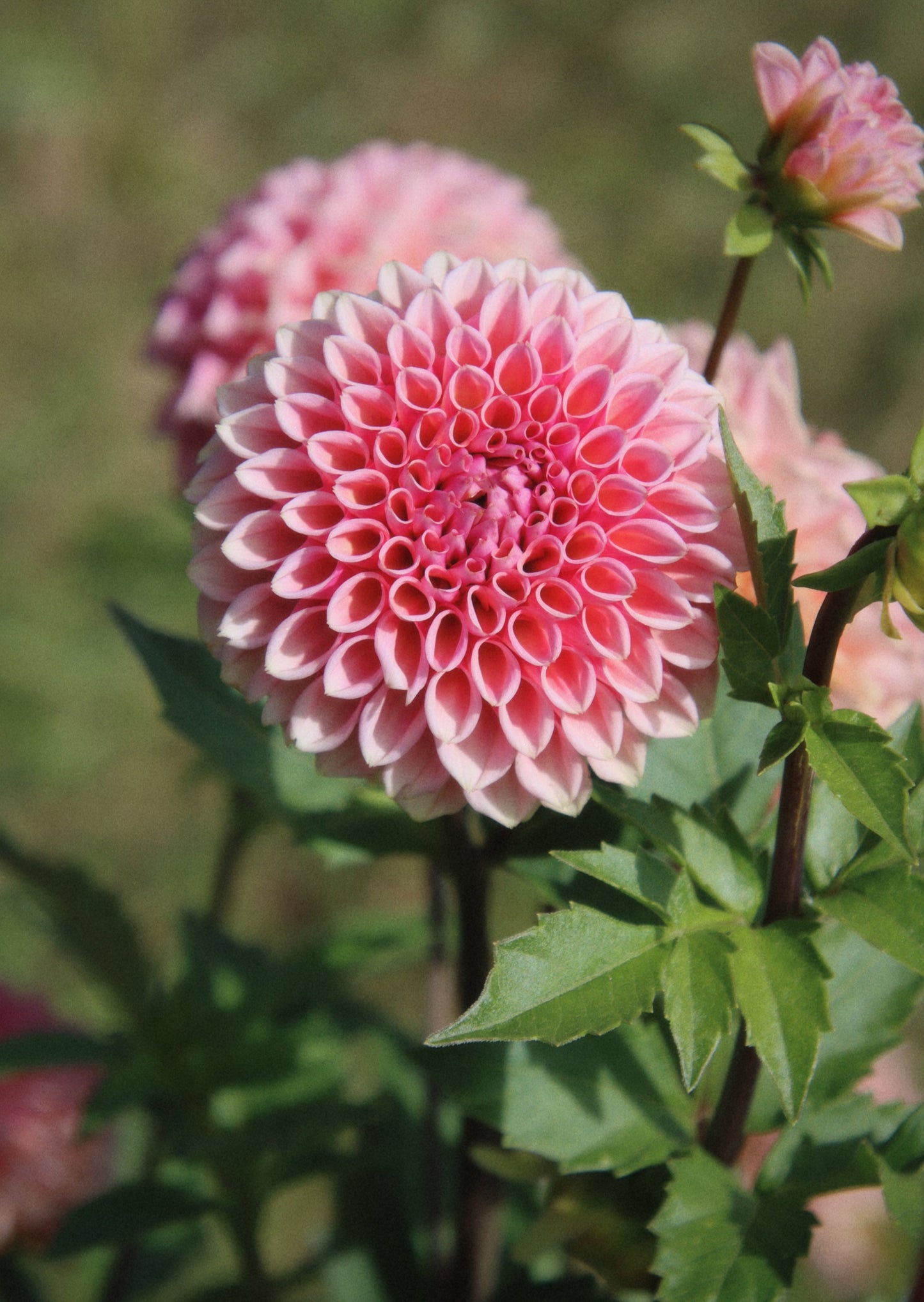 Braken Rose (US)