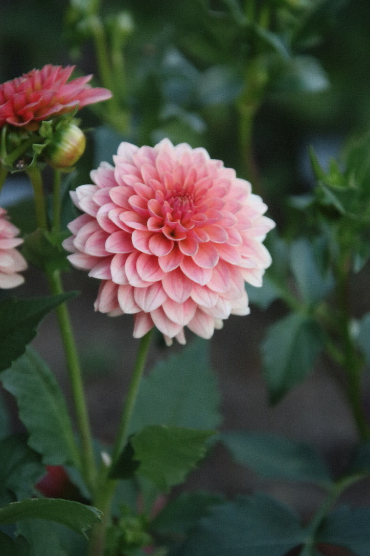 KA's Boho Peach