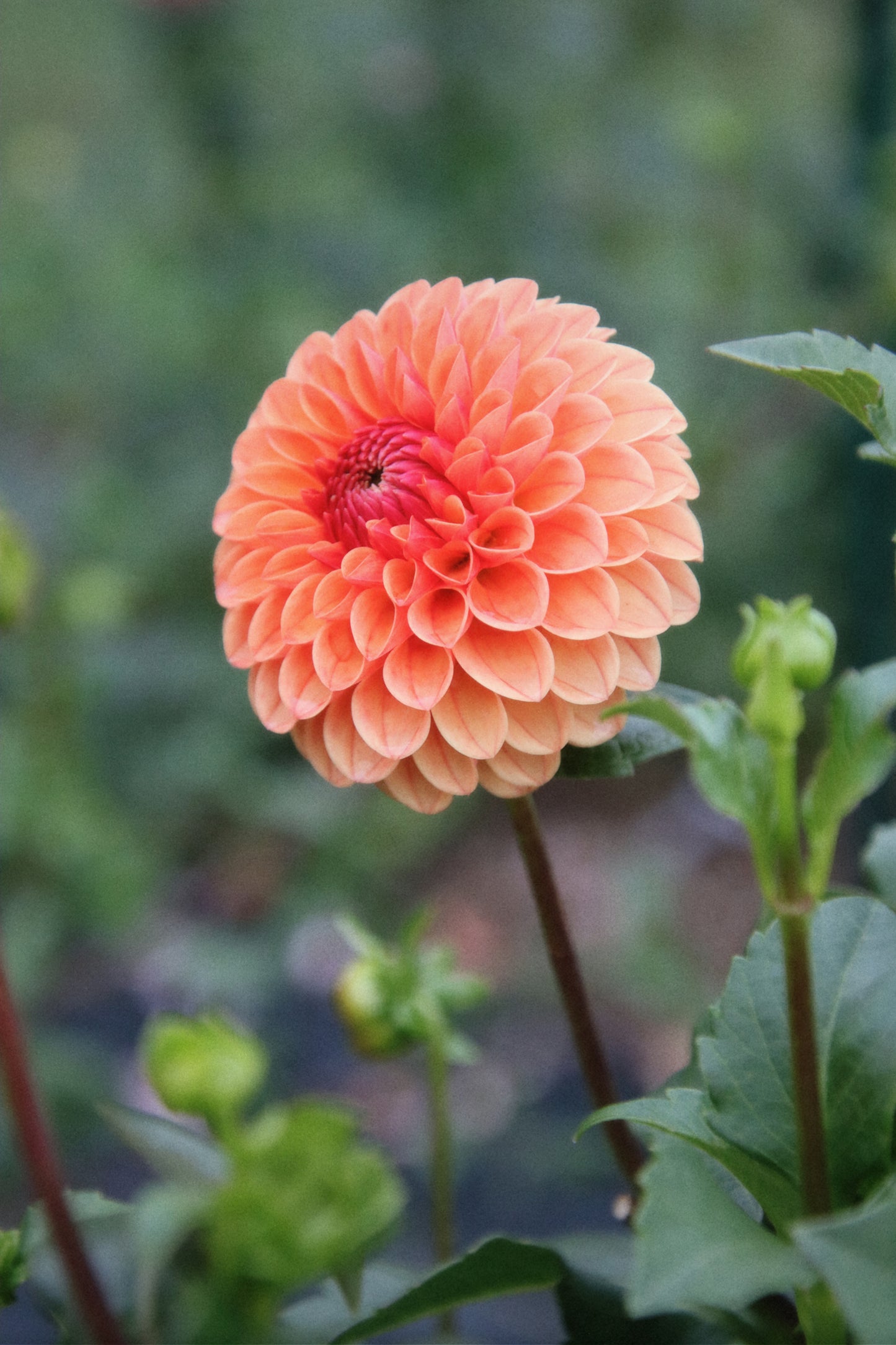 KA's Blood Orange