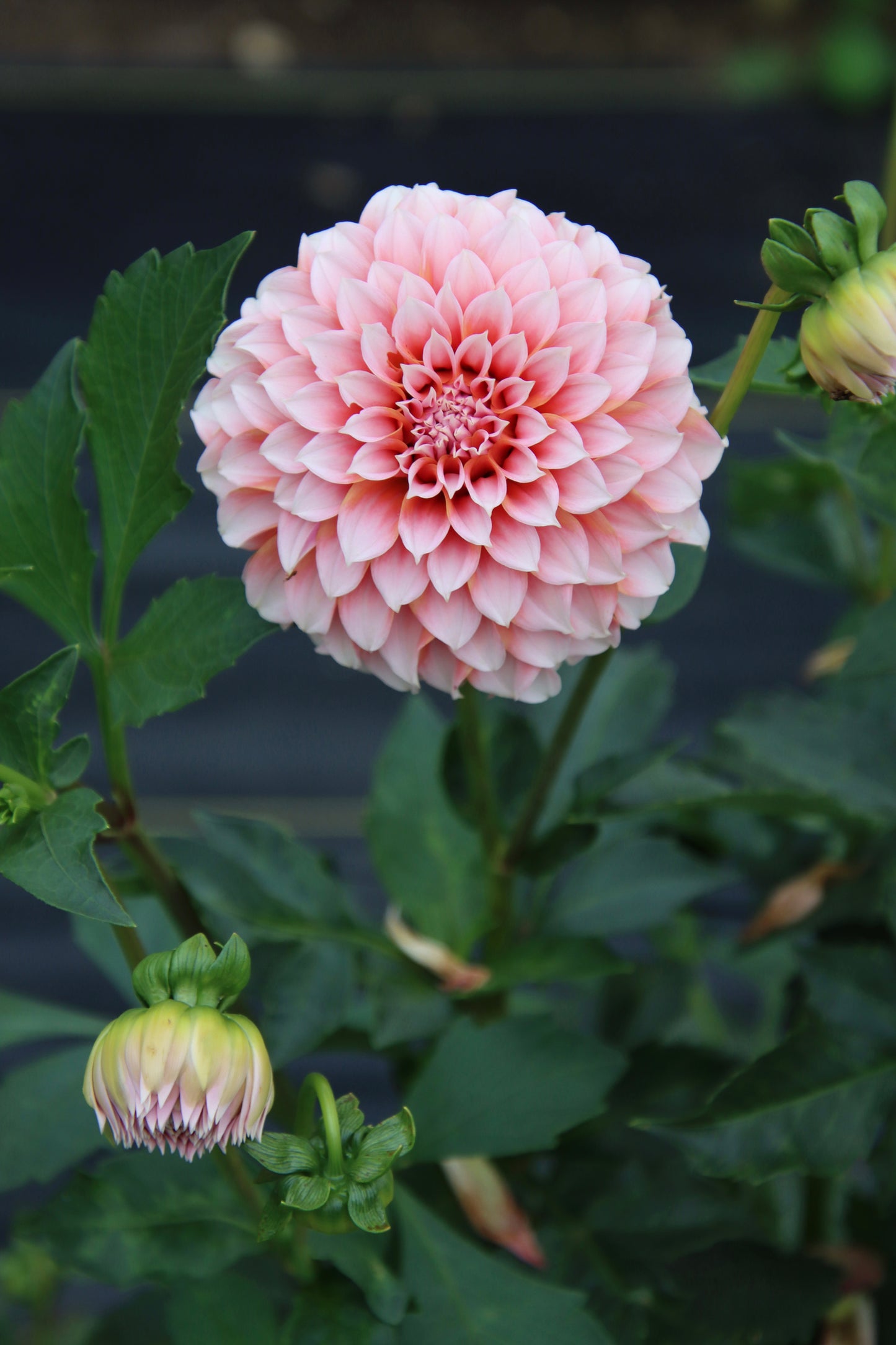 Peaches N' Cream