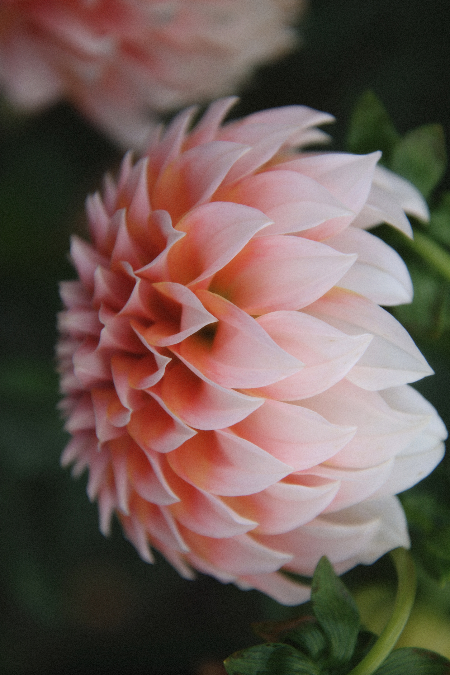 Peaches N' Cream