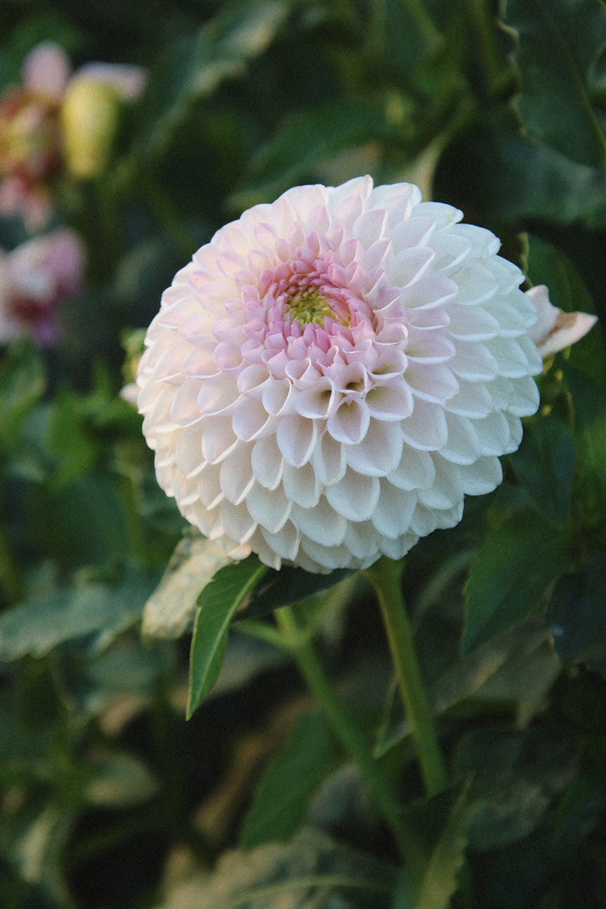 Pink Pearl