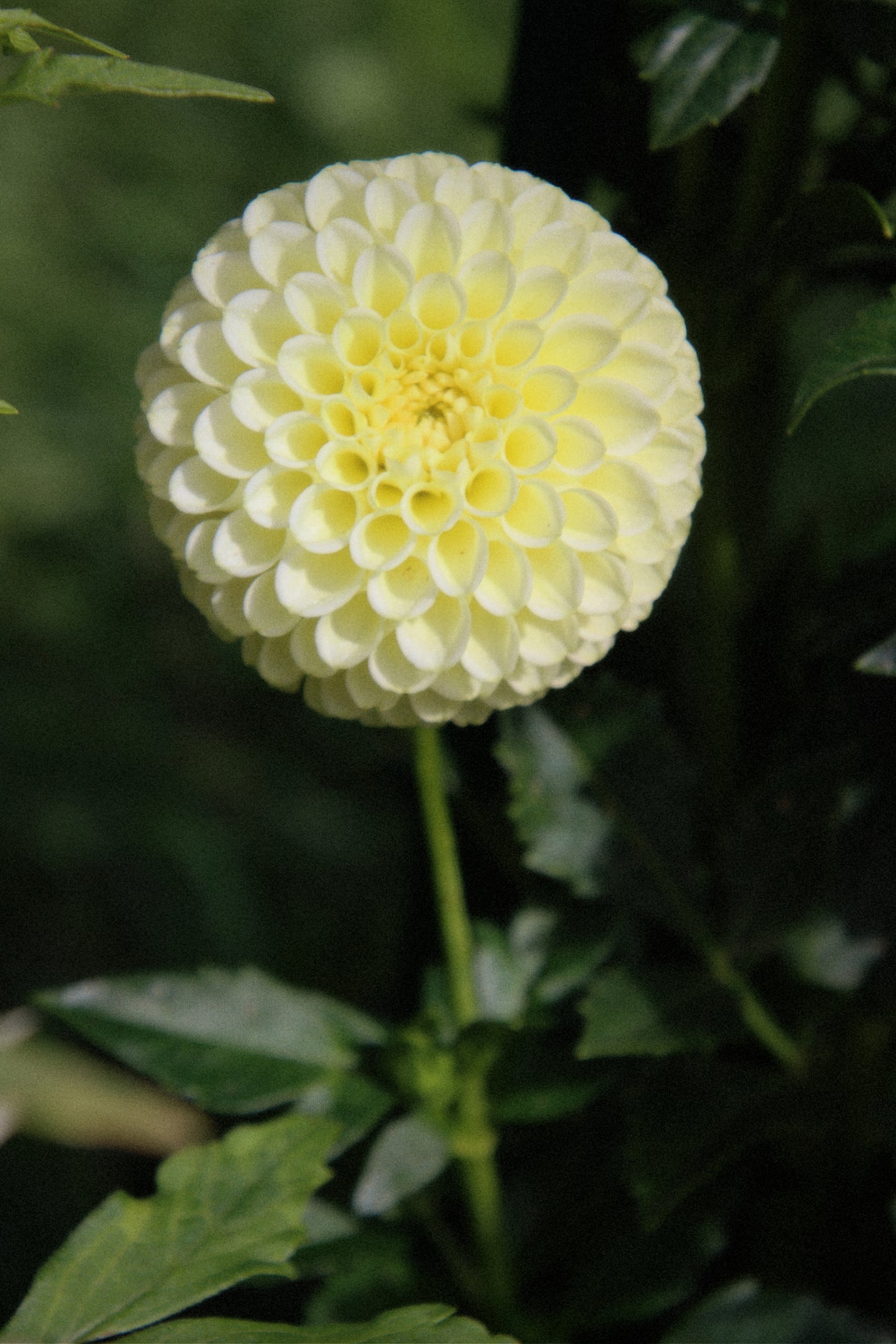 Skipley Moonglow