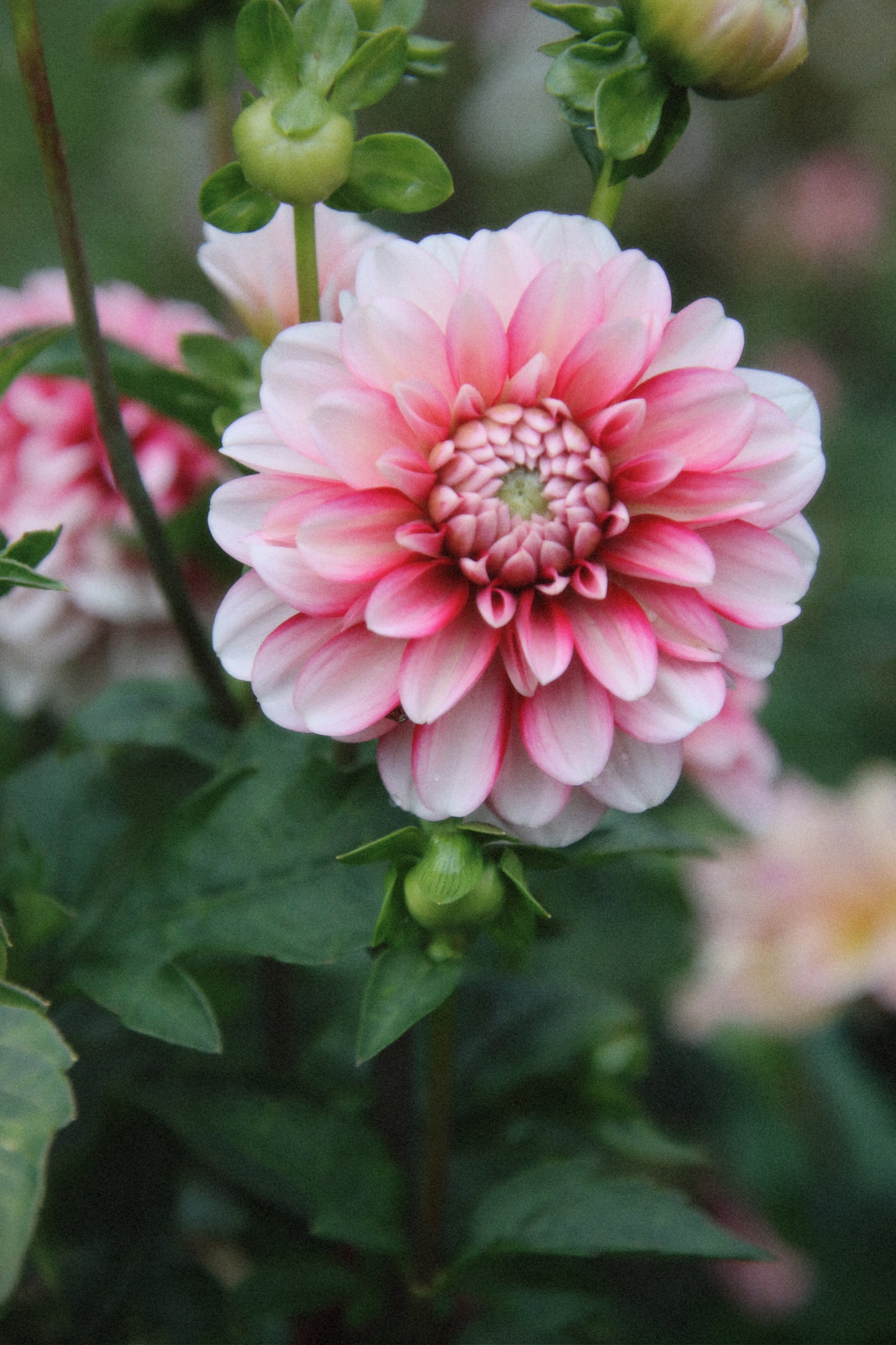 Strawberry Cream