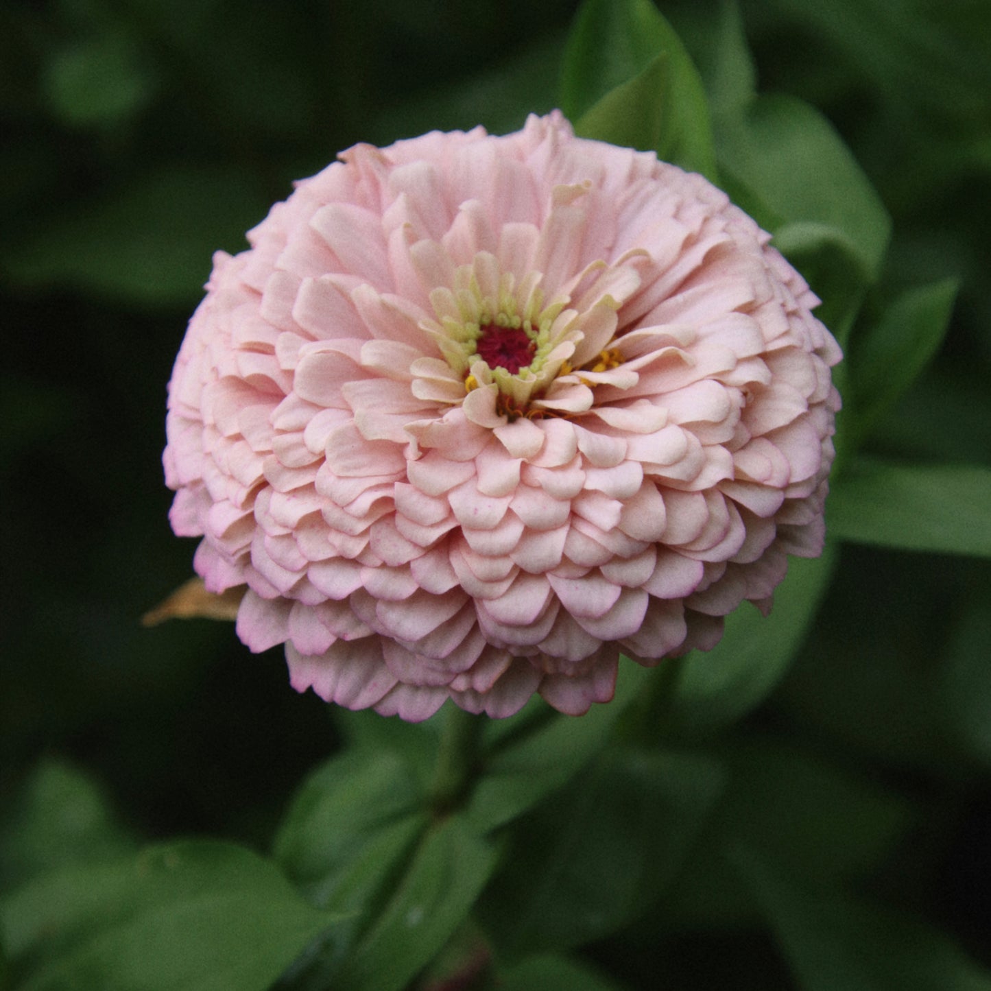 Zinnia Mix