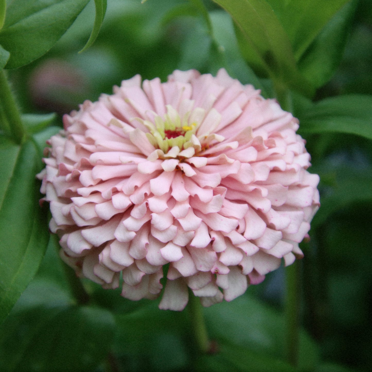 Zinnia Mix