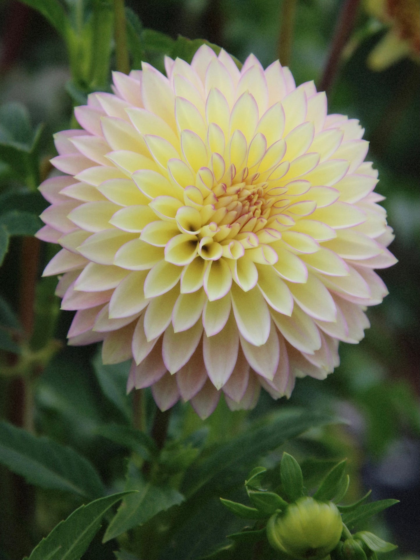 Bloomquist Blush