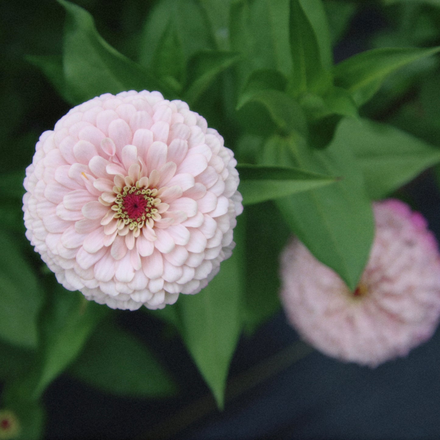 Zinnia Mix