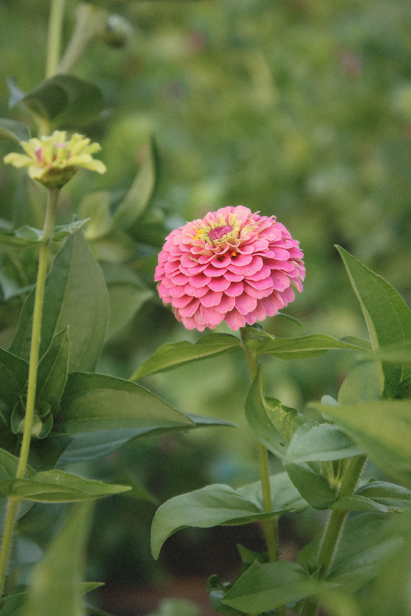 Zinnia Mix