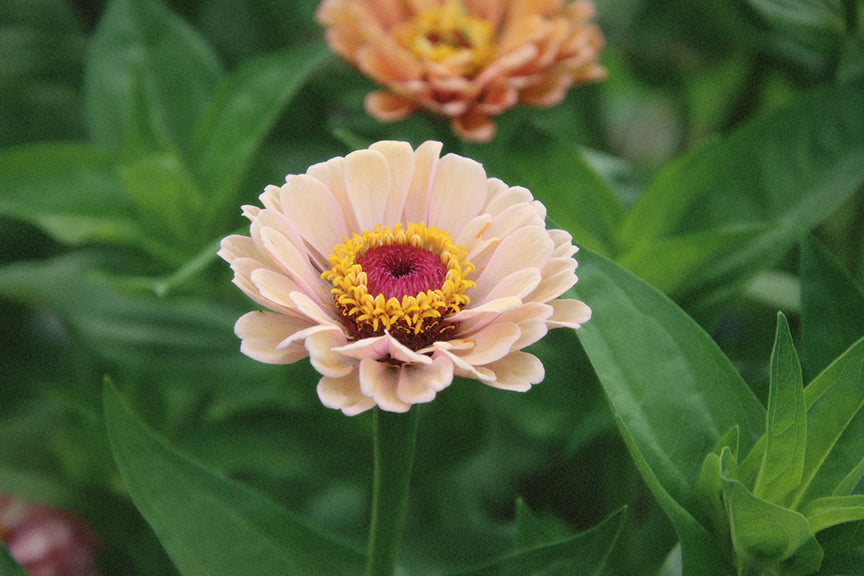 Zinnia Mix