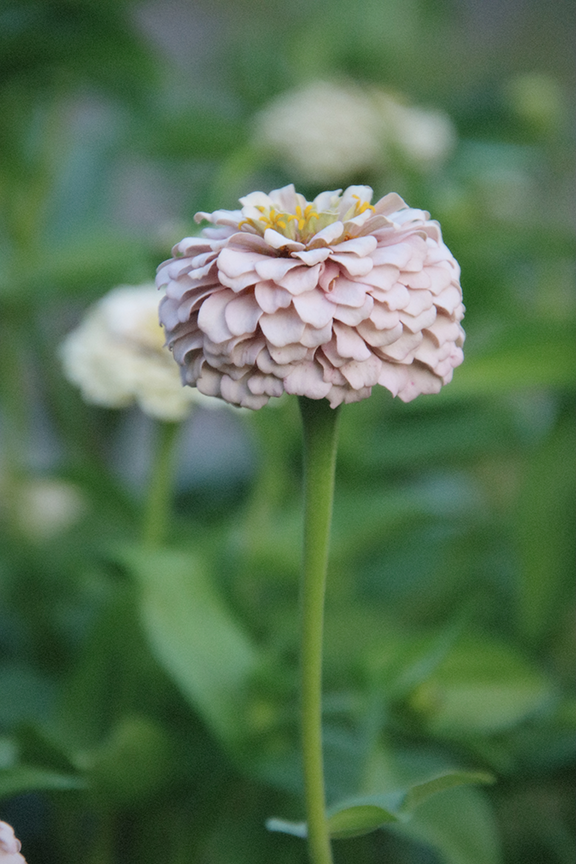 Zinnia Mix