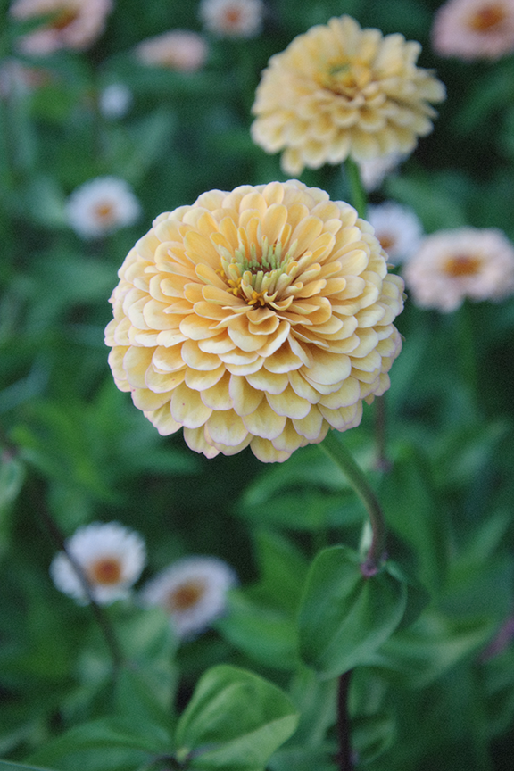 Zinnia Mix