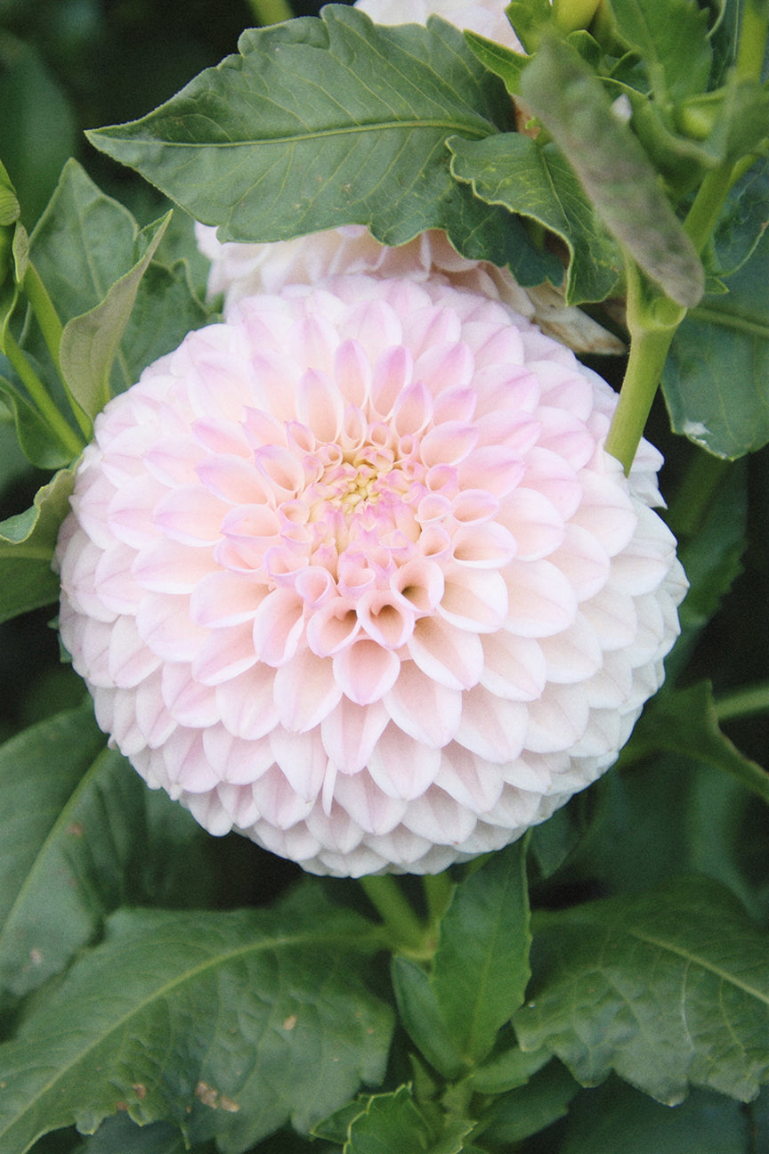 Pink Pearl