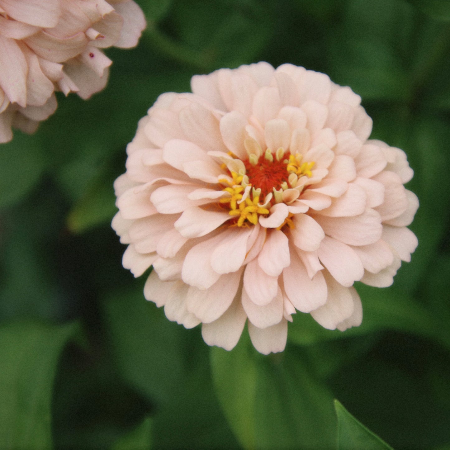 Zinnia Mix