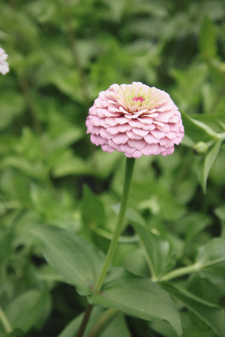 Zinnia Mix