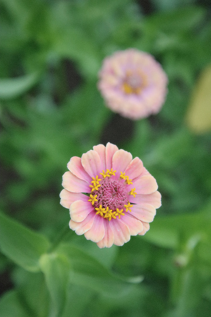 Zinnia Mix