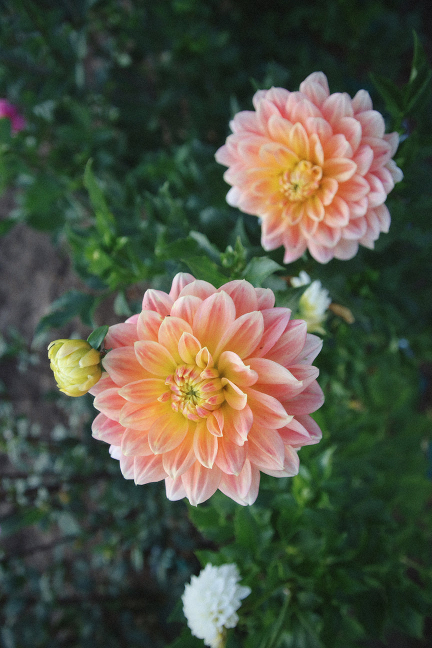 Peaches and Dreams