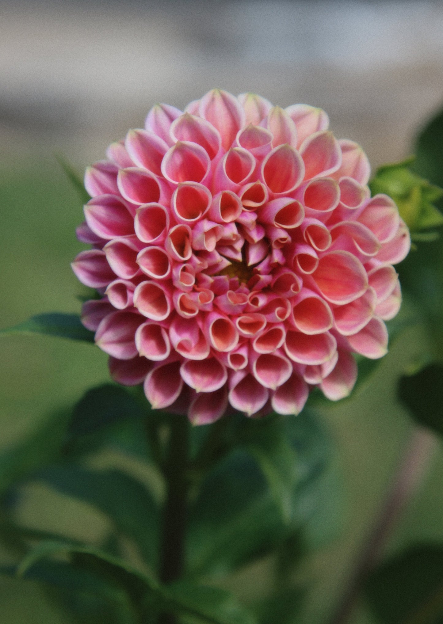 Coseytown Flowers - Leaving these beauties here to make your Monday a  little bit brighter. ❤️ #coseytowndahlias Dahlia: an dahlia seedling named Bermuda  Pink.