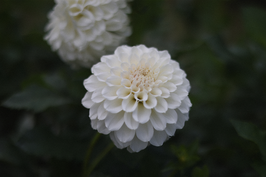 Irish Ruffles