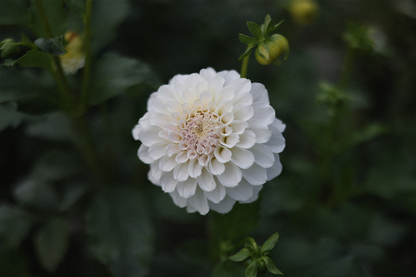Irish Ruffles